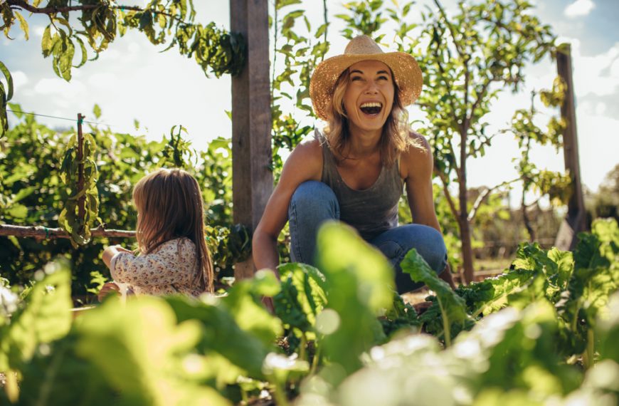 Gardening Solutions for a Healthy Allotment